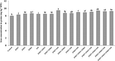 Combating iron and zinc malnutrition through mineral biofortification in maize through plant growth promoting Bacillus and Paenibacillus species